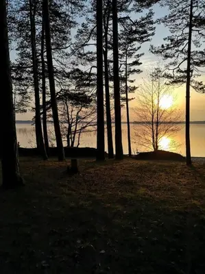 a group of trees in front of a body of water at Private cosy forest cabin in Inturkė