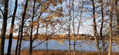 a group of trees in front of a body of water at Vila Galadusis prie ežero in Lazdijai