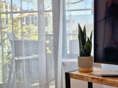 a plant sitting on a table in front of a window at MELODIJA apartments in Druskininkai center in Druskininkai
