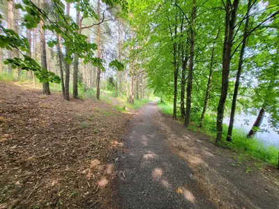 a dirt road in a forest next to a river at Alka Lake Inn in Druskininkai