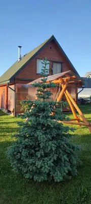 a christmas tree in front of a house at Saulėtekio 12 in Ignalina