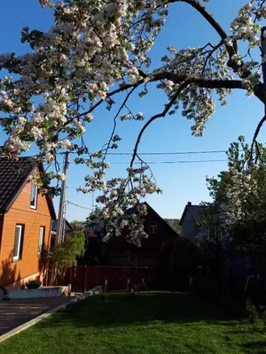a tree with white flowers in a yard with a house at LIUX apartamentai in Kaunas