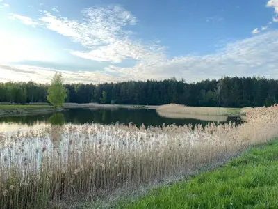 a lake with tall grass next to a forest at Upės apartamentai in Birštonas
