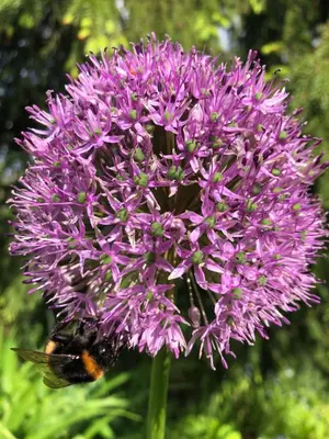 a bee is sitting on a purple flower at Tranquil country cottage with outdoor fireplace in Stelmužė