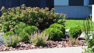 a garden with bushes and flowers in a yard at Brand New and Modern 1BDR Apartment in Vilnius