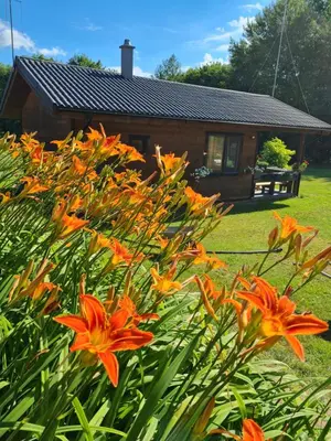 a group of orange flowers in front of a house at Atostogų namelis-pirtis Prie upės in Anykščiai