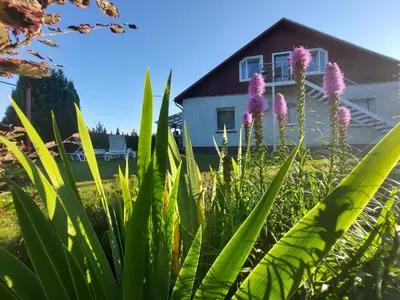 a garden with purple flowers in front of a house at Apartments MILENA in Druskininkai
