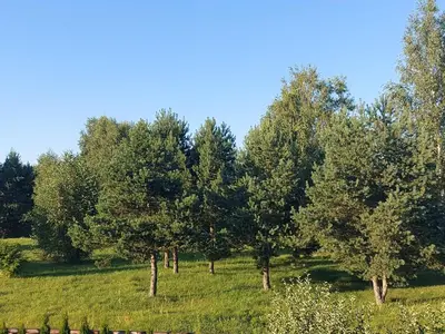 a row of trees in a field with green grass at Apartments MILENA in Druskininkai