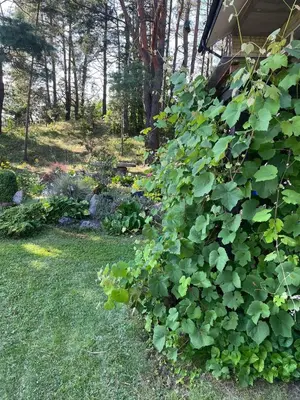 a large green bush next to a house at Pušynas1 in Anykščiai