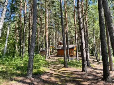 a cabin in the middle of a forest with trees at Vila Paradise Bay in Smalvos