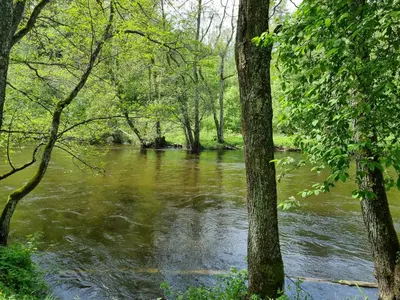 a river with trees in the middle of it at UAB LIGIS in Druzhili