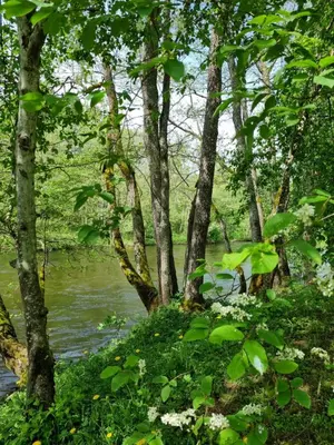 a river through a forest with trees and flowers at UAB LIGIS in Druzhili