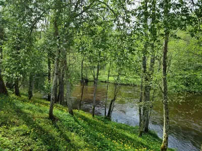 a group of trees next to a river at UAB LIGIS in Druzhili