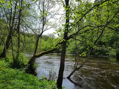 a river with a group of trees and water at UAB LIGIS in Druzhili