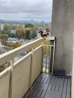 a bird sitting on the railing of a balcony at panoramic view and free parking in Vilnius