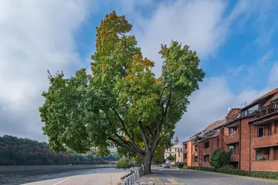 a tree on the side of a street at RIVERFRONT 2BD Old Town Apartment by Domvia in Kaunas