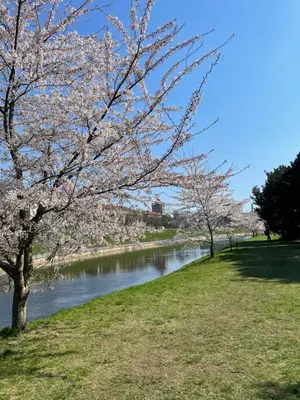 a river withakura trees in a park next to a river at Daukanto 5 in Kaunas