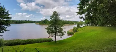a tree in the grass next to a lake at Marių įlanka in Marijampolė