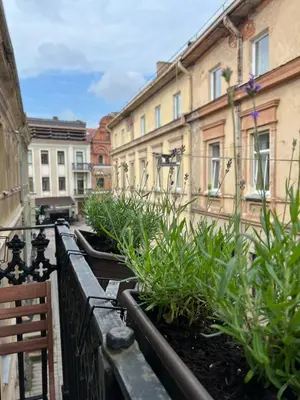 a row of plants in a courtyard with buildings at Old town apartment in Kaunas