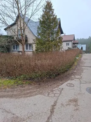 a house with a tree in front of a street at Lat4Rest in Prienai