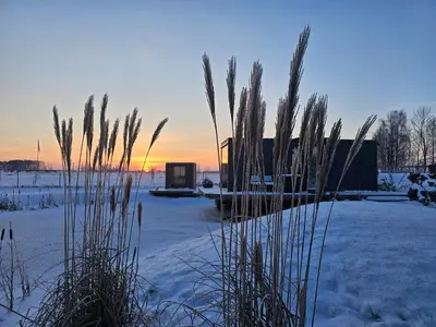 a group of tall grass in the snow at Vaitų Riešutynė - Small shipping container house in Antanava