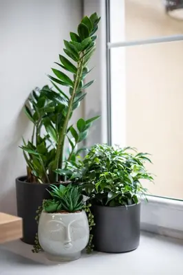 two plants in pots sitting on a window sill at #stayhere - Cozy 1BDR Apartment Vilnius Old Town in Vilnius