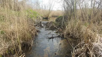 a small stream in a field with tall grass at Sodyba PILIAKIEMIS in Kurkliškės
