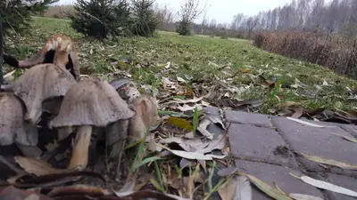 a group of mushrooms on the ground in a field at Sodyba PILIAKIEMIS in Kurkliškės