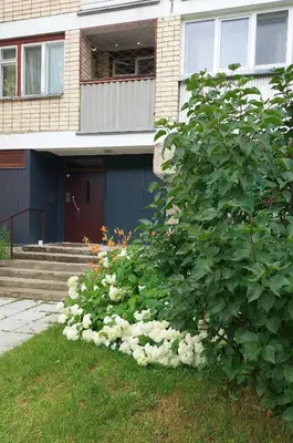 a bush with white flowers in front of a house at Erdvus butas su balkonu šalia ežero ir stadiono in Visaginas