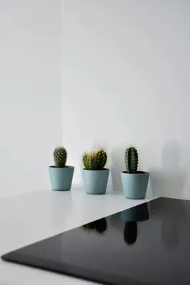 four cactitious plants sitting on a white table at Parko Aveniu Apartamentai B4 in Birštonas