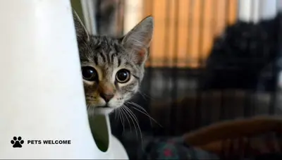 a cat peeking out from behind a computer screen at 4Work & Leisure I SELF-CHECKIN I 3PARKING I CENTRAL STATION DISTRICT - simpletone in Vilnius