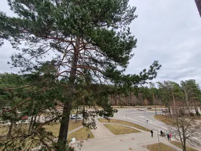 a view of a park with a tree and a street at MilaAna in Visaginas