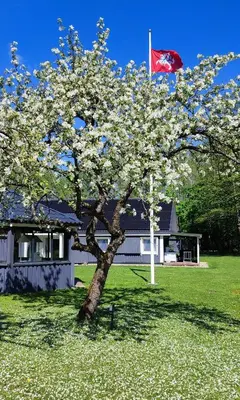 a tree in front of a house with a flag at Perlytė in Metelyte
